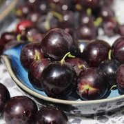 Stachelbeeren Stachelbeeren